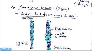 Thallus organisation in Algae hindi [upl. by Adnirim778]