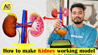 how to make a human kidney working model [upl. by Gnok]