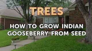 How to Grow Indian Gooseberry From Seed [upl. by Ahtar]