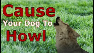 DOGS HOWLING to Make Your Dog Howl  DOGS HOWLING and Barking Sound Effect [upl. by Akinehc]