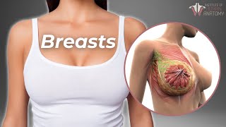 Why Breasts Are So Important [upl. by Zellner]