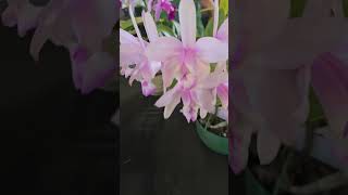 Experience the Beauty of Orchids on Show [upl. by Attiuqihc]