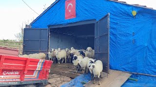 Hava buz gibi 🌴Sürünün üzerine kar yağdı 🌴 Kangallar eğitim alanında  🐑🐑🐑🐑🐑 [upl. by Anayt]