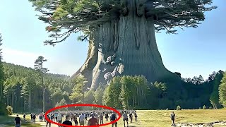 The Biggest Tree On Earth Is Bigger Than You Imagine [upl. by Cope]