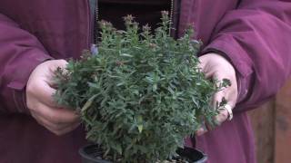 Gardening Tips amp Flowers  How to Grow Aster [upl. by Noiwtna]