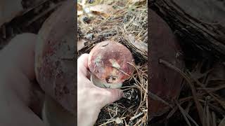 Boletus Pinícola 🍄 BoletusPinophilus seta Espora fungi Nature Mushroom Boletus [upl. by Duahsar]