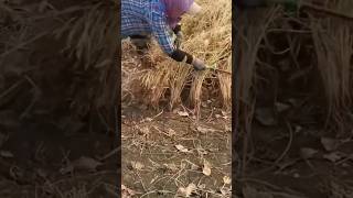 Rice Stubble Chicken Houses in China amp Pesticide Spraying in Japan 🌾🐔🏠 farming poultry [upl. by Lambertson]