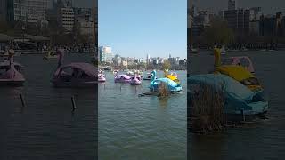 swan boats at Ueno park a sunny late March day Tokyo Japan [upl. by Elletnahs]