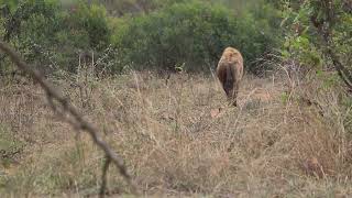 Hyena Calling Sounds [upl. by Eirrab]