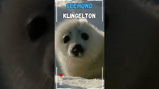 🦭 Seehund Geräusch als Klingelton kostenlos downloaden für iPhone amp Android [upl. by Cornish]