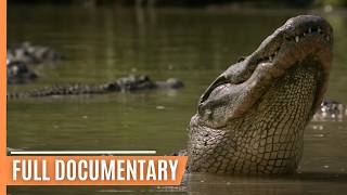 Breathtaking insights into the amazing ecosystem of the Everglades National Park  Full Documentary [upl. by Royce]