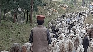 Morning of 30102024  A glimpse into the lives of Shepherds at Uttarakhand hills [upl. by Kampmeier503]