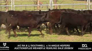 AC RA amp LJ SOUTHWELL x 14 ANGUS HEIFERSAUCTIONSPLUS WEANER amp YEARLING SALE 200924 [upl. by Balas262]