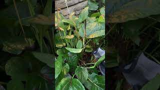 Perennial cutback flush vs stub landscaper perennial perennialplant garden gardeningtips [upl. by Ameline]