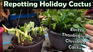 Repotting Holiday Cactus  Schlumbergera Cactus Potting [upl. by Akirdna]