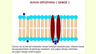 Hücre zarından madde geçişleri   ANİMASYON [upl. by Gradeigh]