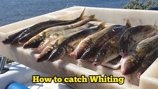 How to catch WHITING  Whiting fishing tips MasterClass [upl. by Ieppet]