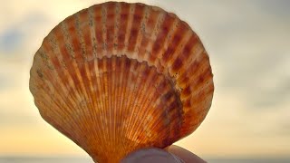 PART 12 171024 Thursday Walked along the beach Bettystown to Mornington Scotland and Ireland [upl. by Mosa]