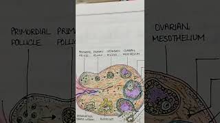 Detailed diagram of OVARY  ANATOMY drawing art biology shortsfeed shortsviral [upl. by Bobinette]