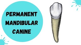 Permanent Mandibular Canine  Tooth Morphology [upl. by Suoivatram775]