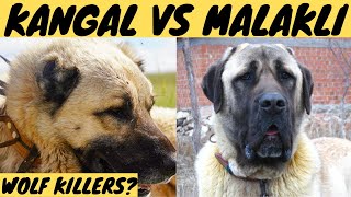 WOLF KILLERS KANGAL VS MALAKLI dog breeds [upl. by Animar749]