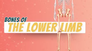 Bones of Lower Limb [upl. by Abra]