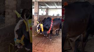 Cow Mandi 2K23 mandi cows bakramandi bakraeidspecial viralvideo shorts [upl. by Acinemod]