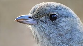 Up close with foraging Grey Shrikethrush – Includes song recordings from the Capertee Valley [upl. by Assilram258]