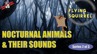 🎬 Nocturnal Animals for Kids and their Sounds  Educational Video  Series 2 of 3 [upl. by Aeki]