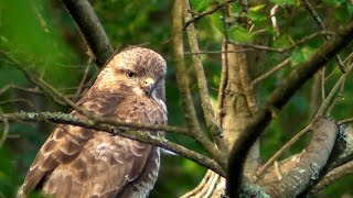 Buzzard On The Prowl and Hunting at Tehidy Woods Cornwall [upl. by Delos]