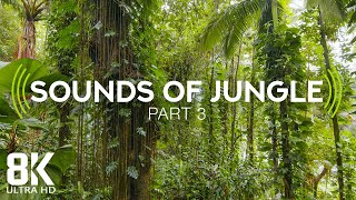 Incredible Jungle Sounds 8K  Exotic Birds Singing in Tropical Rainforest 8 HOURS  Part 3 [upl. by Neeli]