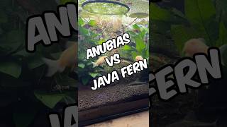 Anubias vs Java Fern Which plant is best for your tank 🌿🐠 aquarium fishtank plantedtank [upl. by Ydnes]