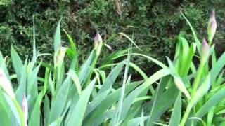 Heirloom Garden Bearded Irises amp Tiger Lilies PreBloom [upl. by Ajile]