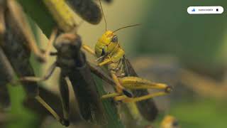 Facts about Green Grasshopper 🦗 l grasshopper naturelove forest wildlife trending wildlife [upl. by Jerold4]