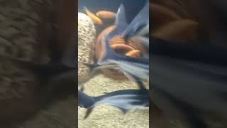 Blue line shark fish fish chicled fish viralvideo [upl. by Ayinat647]