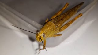 Big Yellow Wood Grasshopper Flying Cute [upl. by Endo]