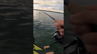 35lb Striped Bass on 8lb test from the kayak [upl. by Byler]