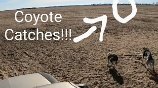 Greyhound Hunting Coyotes 4KWarning Coyotes Die In This Video [upl. by Nyvets]