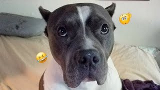 STOP Wasting Time and Watch the TOP 5 FUNNIEST Dog Videos of 2024 [upl. by Aubert]