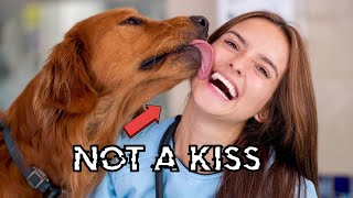 The Nasty Reality of Why Dogs Lick You [upl. by Crockett]