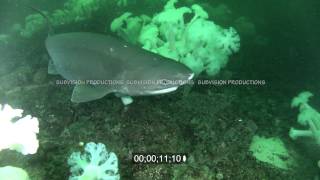 underwater stock footage of male sixgill shark Hexanchus griseus [upl. by Stortz]