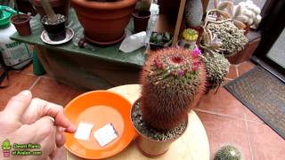 Propagating Cacti  Harvesting Mammillaria spinosissima Red headed Irishman Seeds [upl. by Anyalram891]