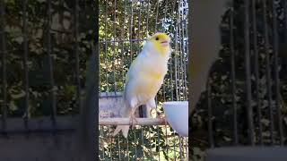 تغريدالكناري canarino canary bird canário oiseau canari پرنده قناری Kanarienvogel saka [upl. by Aicram691]