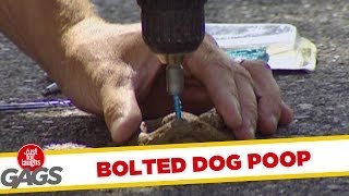 Bolted dog poop [upl. by Jillana]