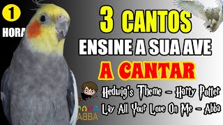 CALOPSITAS CANTANDO ENSINE SUA AVE A CANTAR  HARRY POTTER ABBA E KILL BILL [upl. by Akiria]