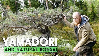 YAMADORI  Natural Bonsai [upl. by Lanoil]