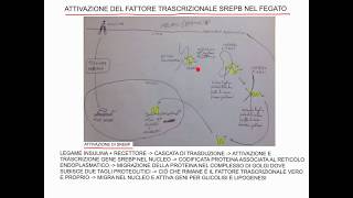 CORSO DI BIOCHIMICA  LEZIONE 40 DI 47  CONTROLLO DEL METABOLISMO DI LIPIDI E ZUCCHERI  PARTE 8 [upl. by Gaulin]