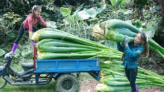 Use 3wheeled Vehicle Harvesting Taro Plants To Cook For Pigs Build Nest For Chickens To Lay Eggs [upl. by Orrocos]