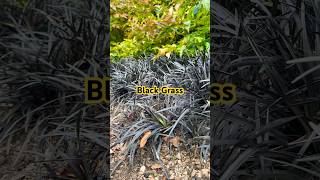 Black Grass nature trending blackgrass grass viralvideo shorts europe india [upl. by Aiht]