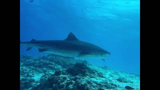 Buceo en Fuvahmulah Maldivas [upl. by Curcio]